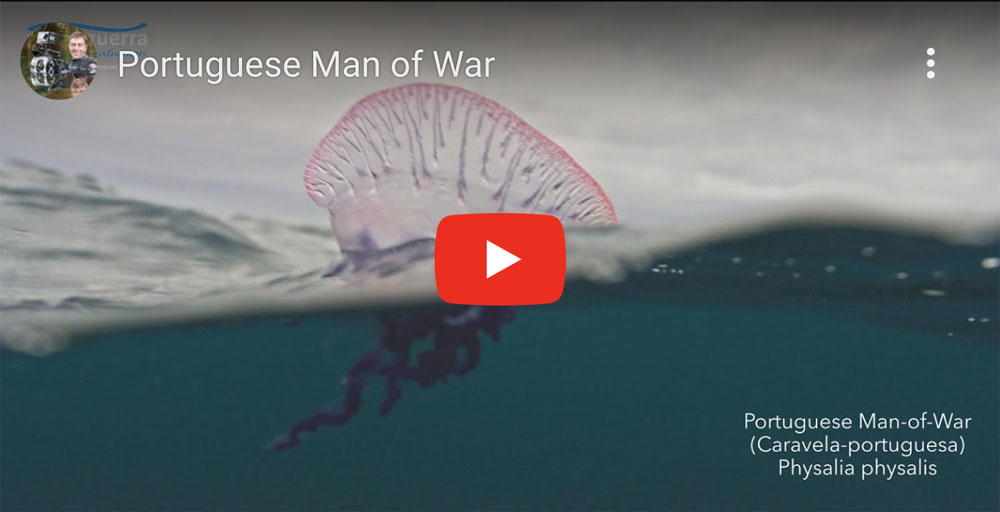 portuguese man of war