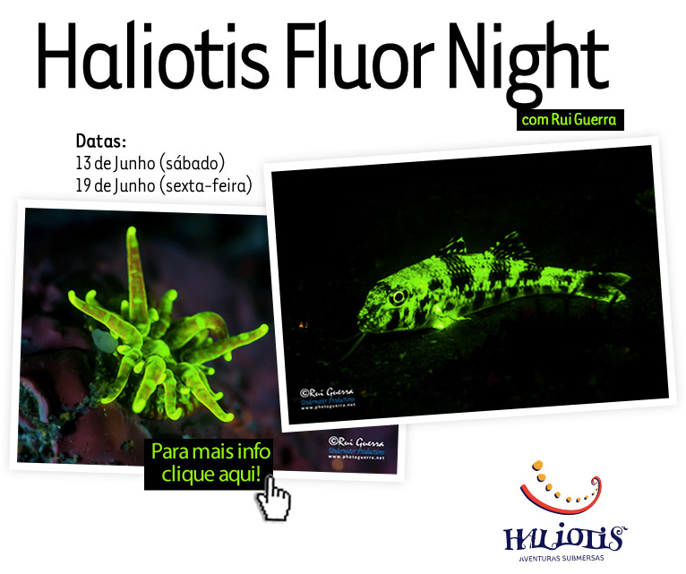 haliotis fluor night